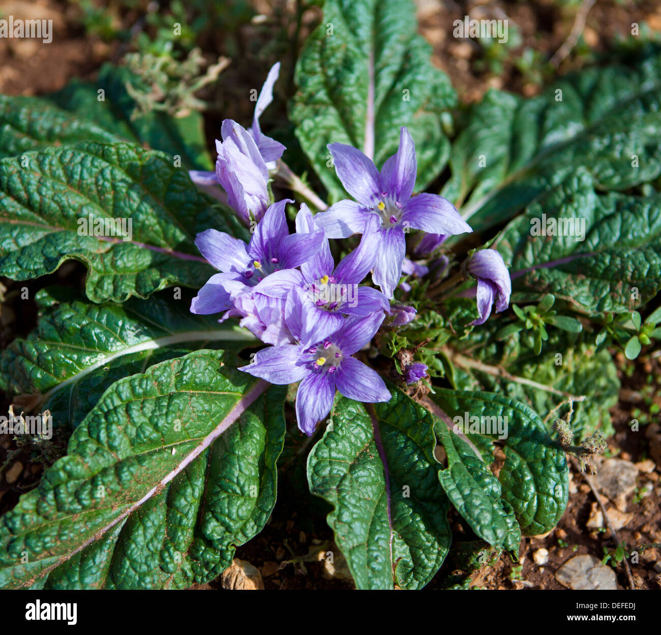 Autumn Mandrake flower in the Zingaro natural reserve in the Province of Trapani, Sicily. Stock Photo