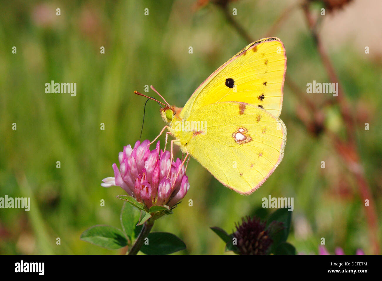Pale Clouded Yellow (Colias hyale), male butterfly on Red Clover (Trifolium pratense), North Rhine-Westphalia, Germany Stock Photo