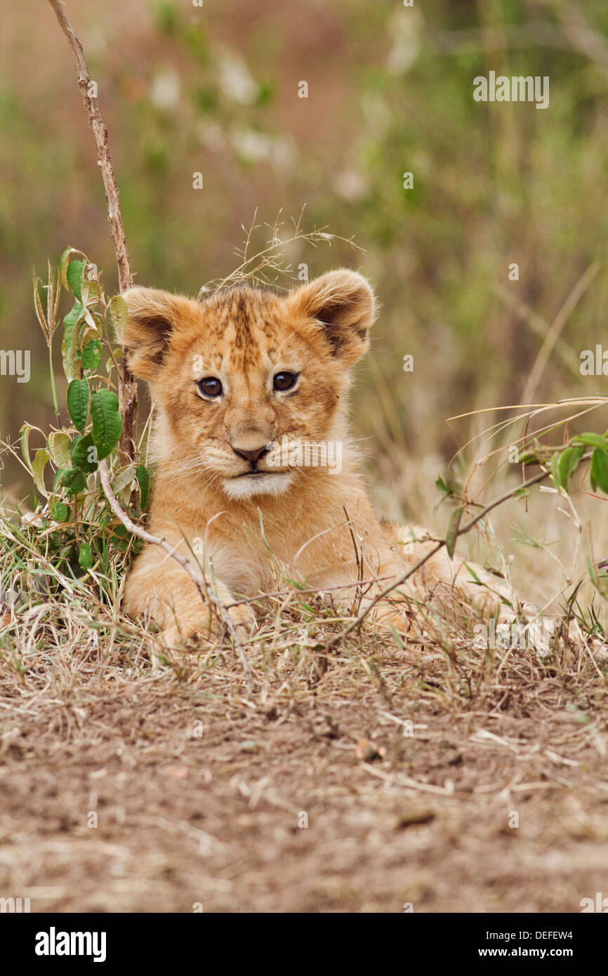 Lion cub (Panthera leo) Maasai Mara wildlife Reserve, Kenya Stock Photo ...