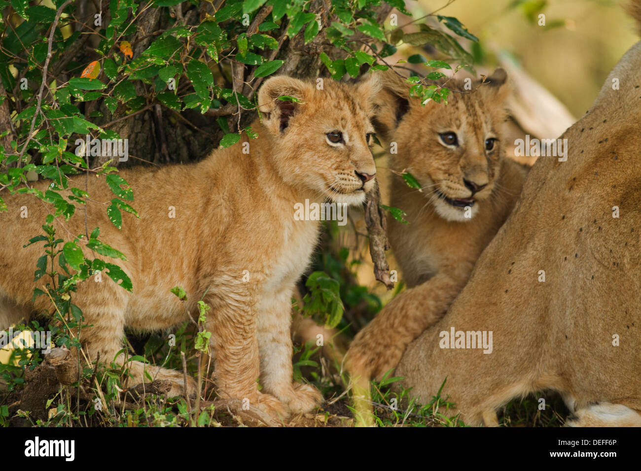 Lion cubs (Panthera leo) in the bush, Maasai Mara wildlife Reserve ...