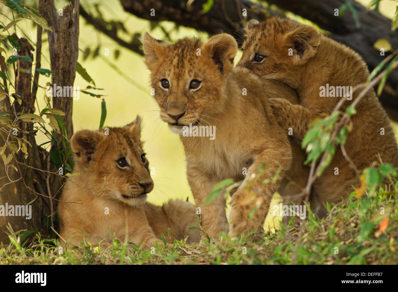 Lion cubs (Panthera leo) in the bush, Maasai Mara wildlife Reserve ...