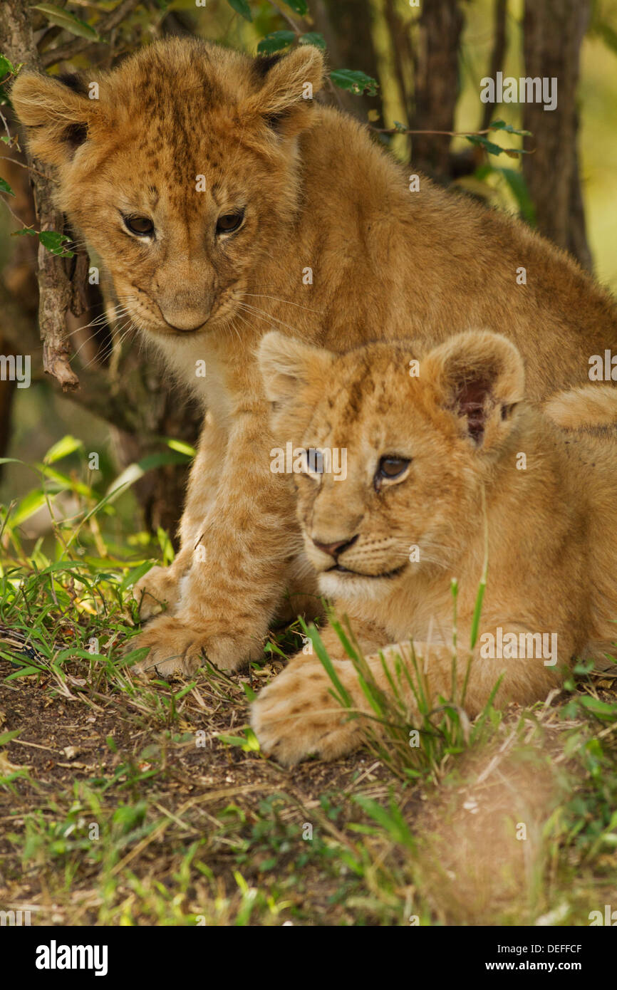 Lion cubs (Panthera leo) in the bush, Maasai Mara wildlife Reserve ...