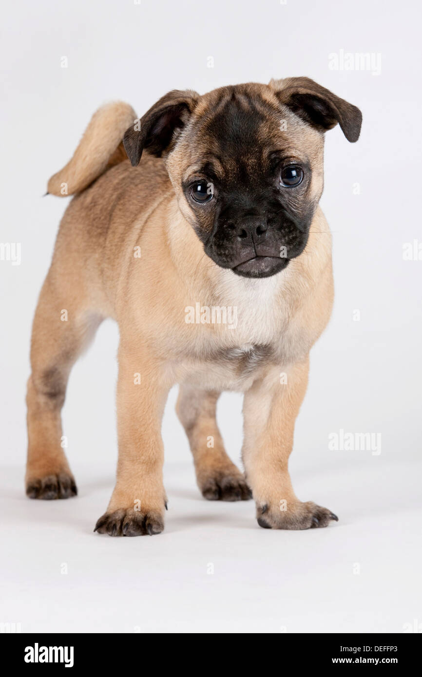 Retro Pug puppy, Austria Stock Photo