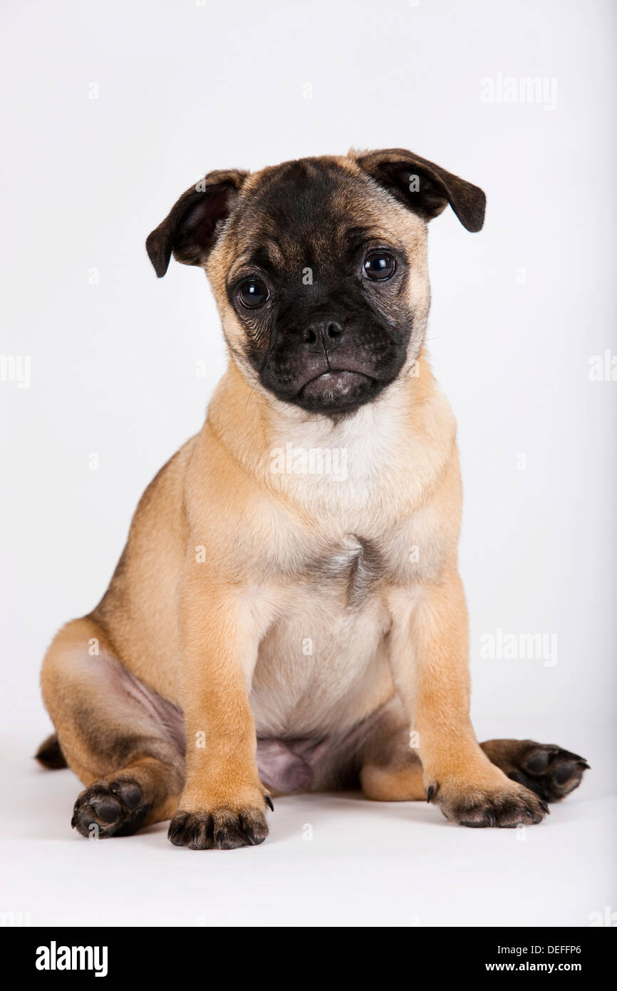 Retro Pug puppy, Austria Stock Photo