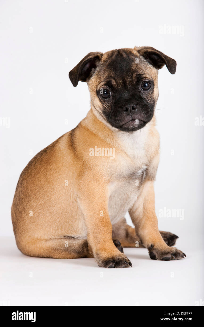 Breed Retro Hi res Stock Photography And Images Alamy