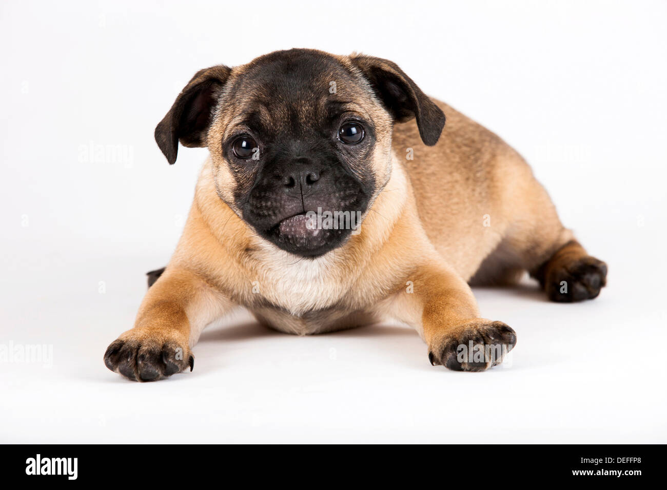 Retro Pug puppy, Austria Stock Photo