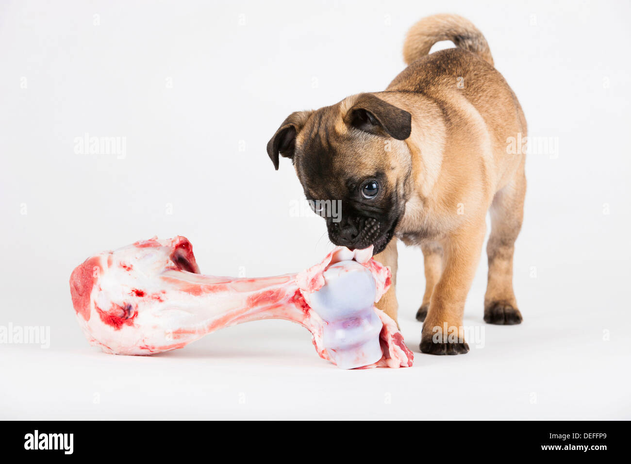 Retro Pug puppy with a bone, Austria Stock Photo