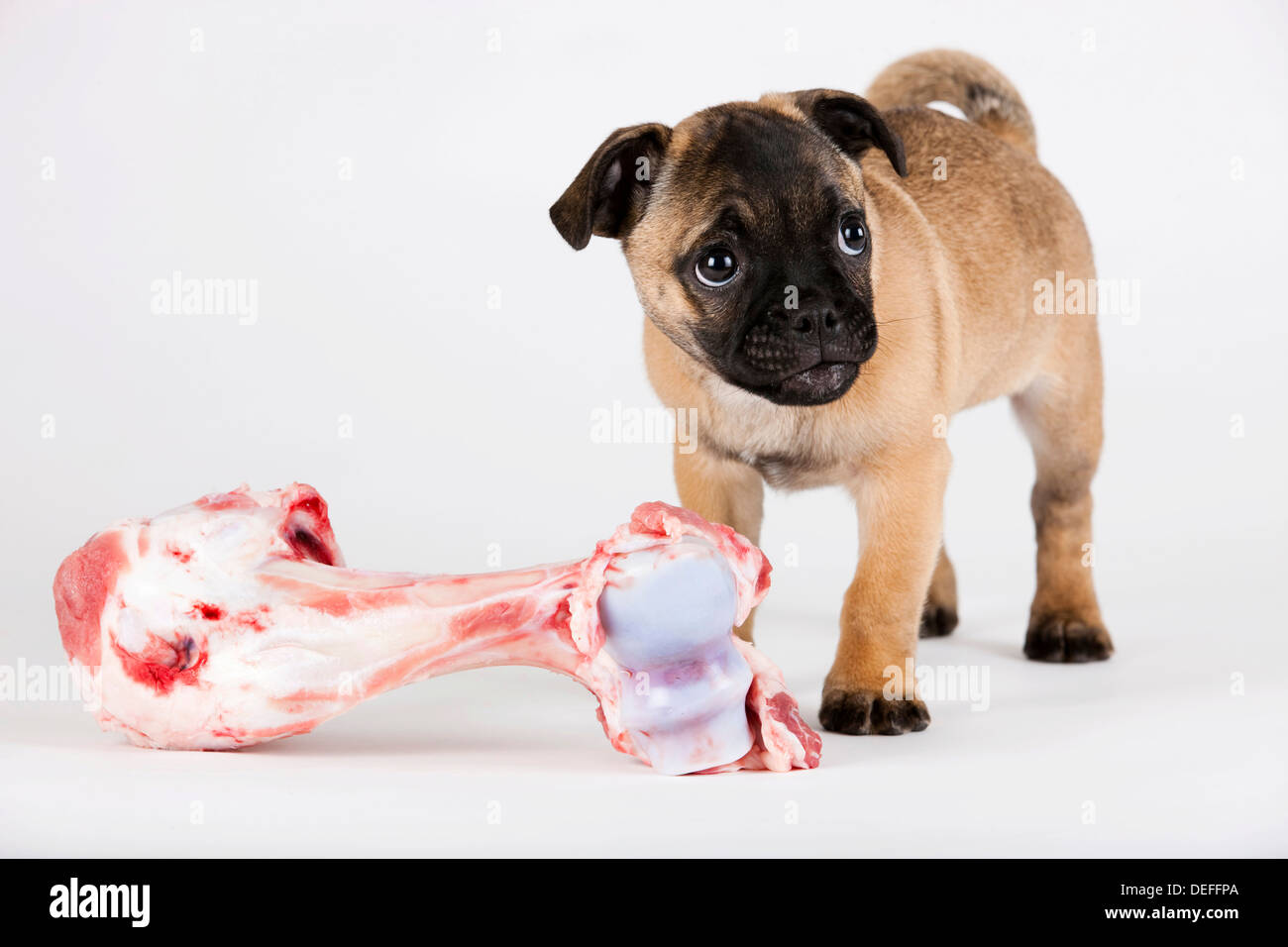 Retro Pug puppy with a bone, Austria Stock Photo