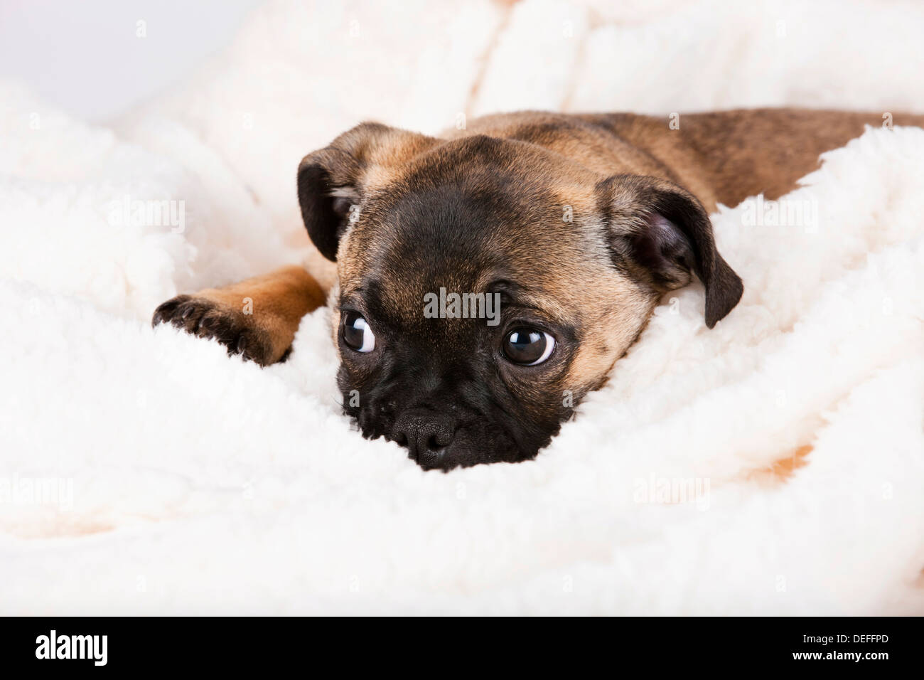 Breed Retro Hi res Stock Photography And Images Alamy