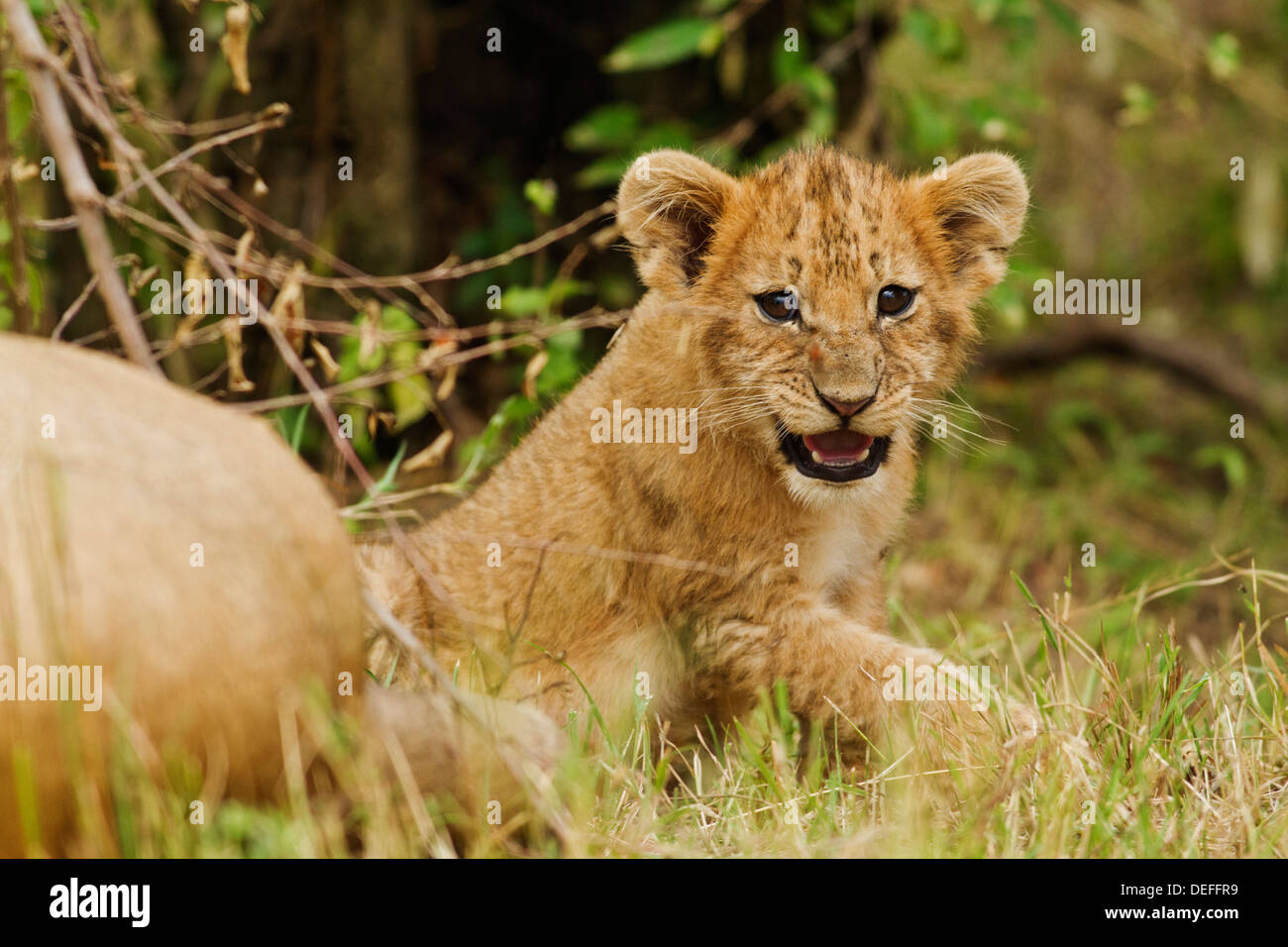 Lion cubs (Panthera leo) in the bush, Maasai Mara wildlife Reserve ...