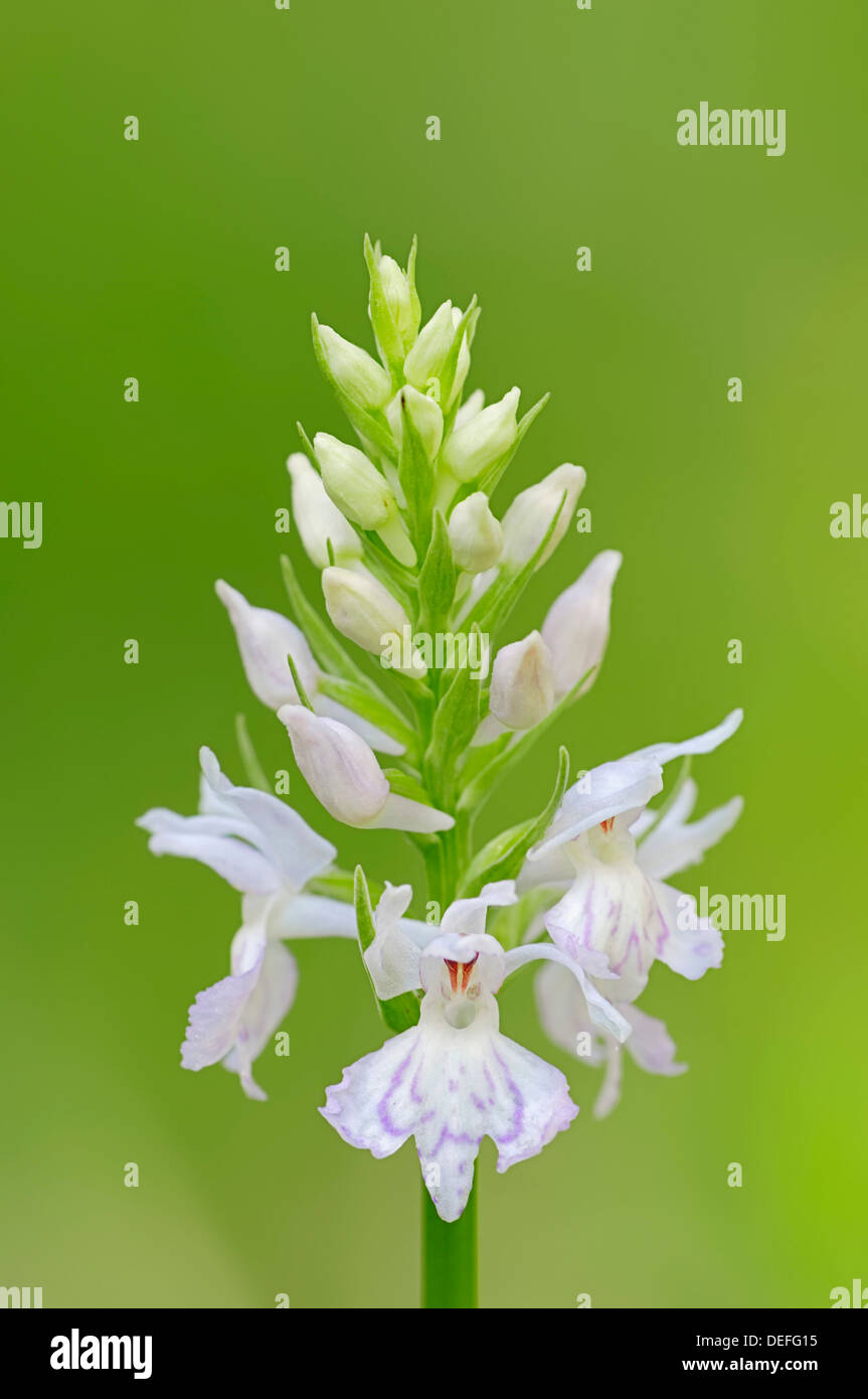 Common Spotted Orchid or Spotted Marsh Orchid (Dactylorhiza fuchsii, Orchis fuchsii), Nationalpark Berchtesgaden Stock Photo