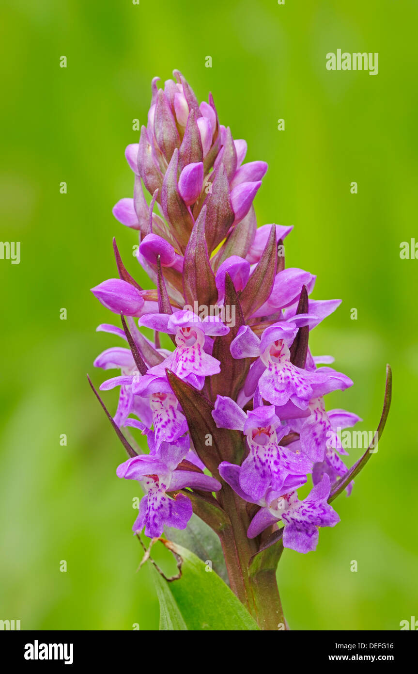 Western Marsh Orchid or Broad-leaved Marsh Orchid (Dactylorhiza majalis), North Rhine-Westphalia, Germany Stock Photo