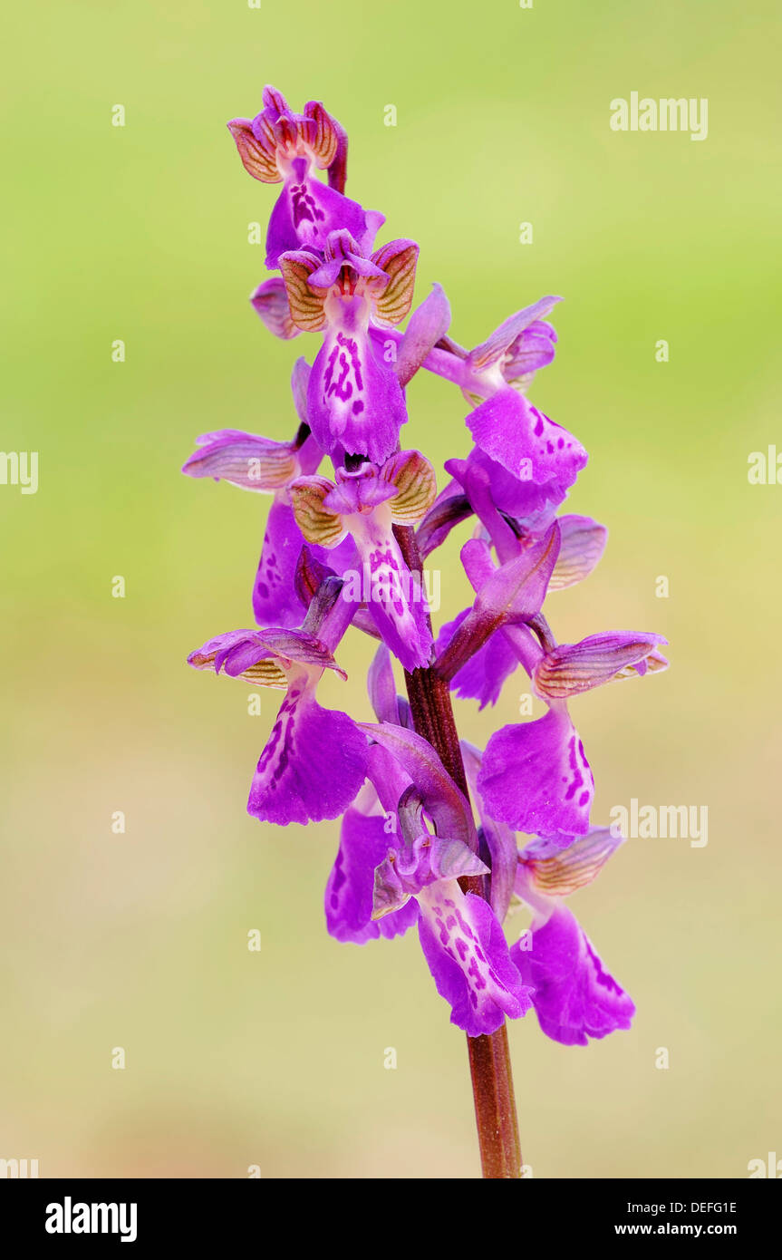 Green-winged Orchid or Green-veined Orchid (Orchis morio, Anacamptis morio), Provence, Region Provence-Alpes-Côte d’Azur Stock Photo