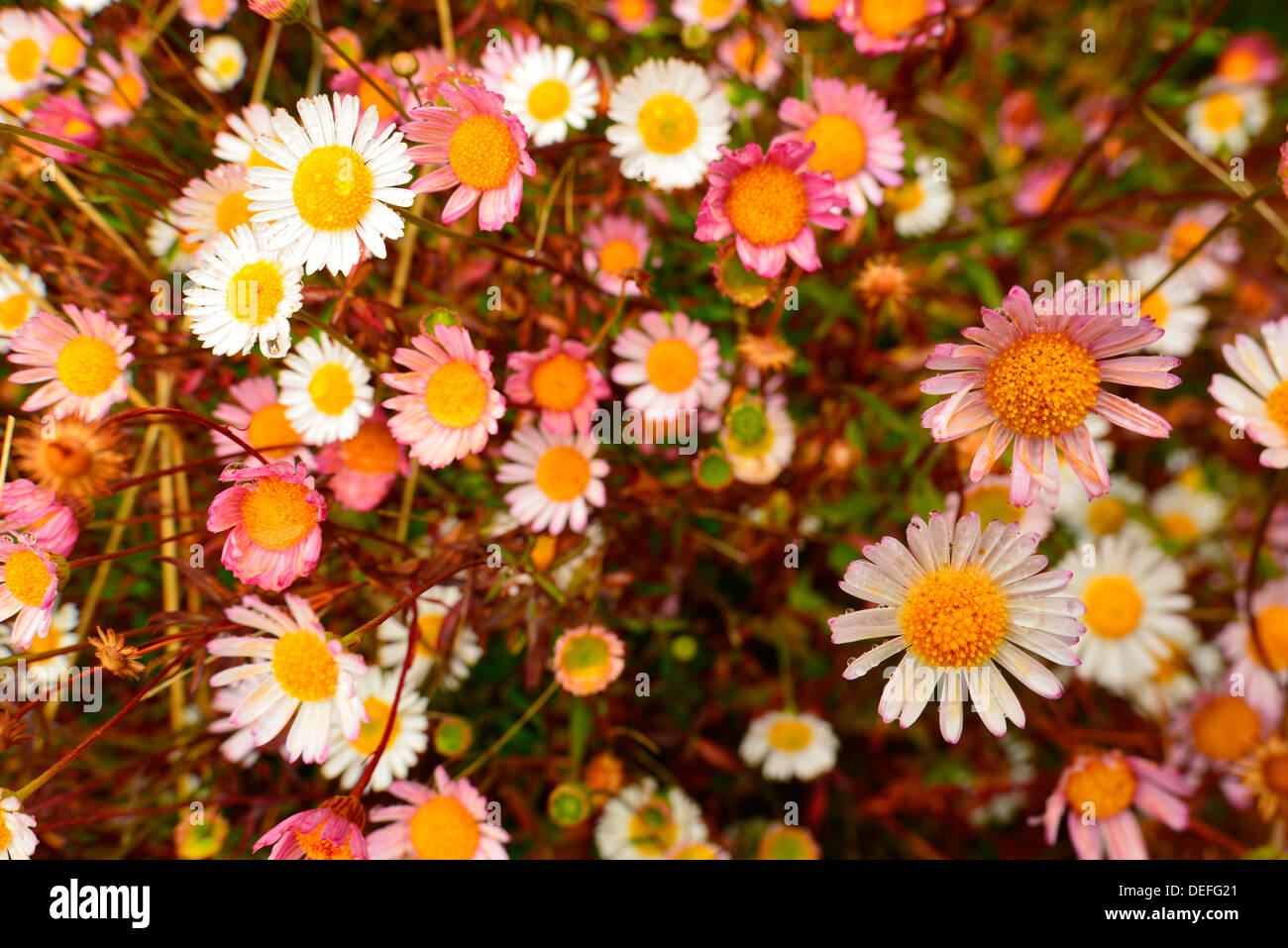 A pink and white wild variant of the Daisy family (Asteraceae), Madeira, Portugal Stock Photo