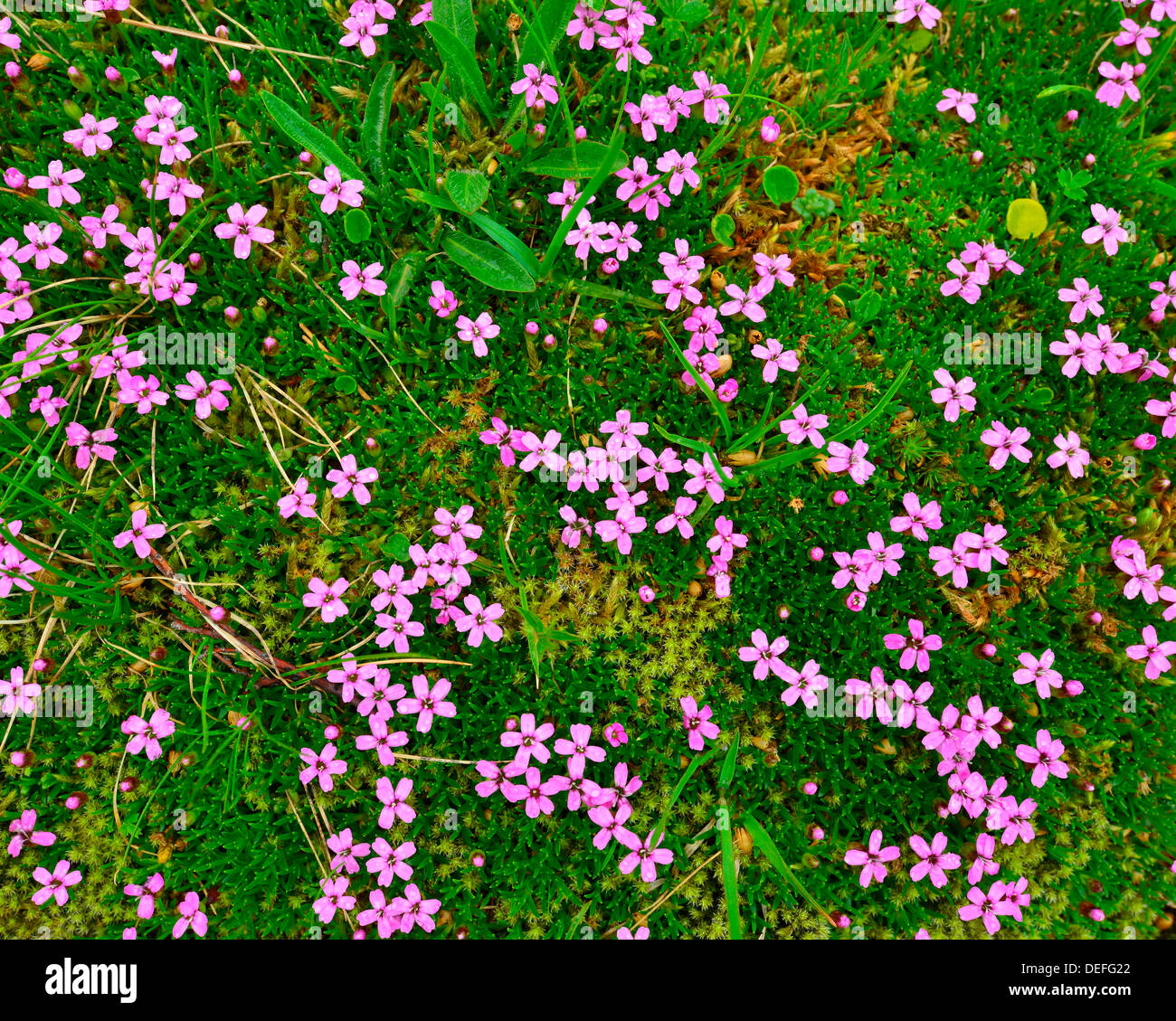 A patch of Cushion Pink or Moss Campion (Silene acaulis), Tyrol, Austria Stock Photo