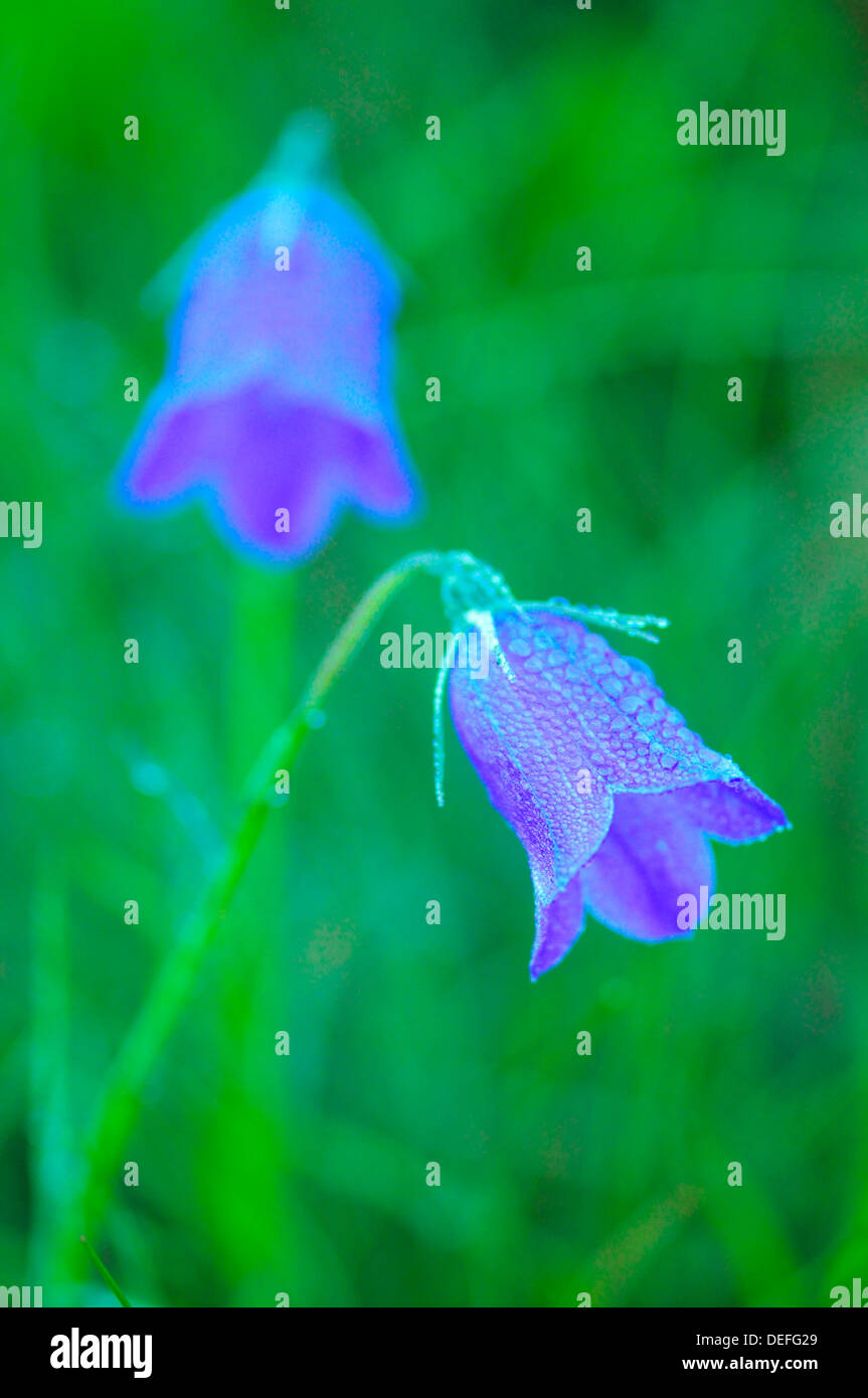 Bellflower (Campanula sp.) with dewdrops, Styria, Austria Stock Photo