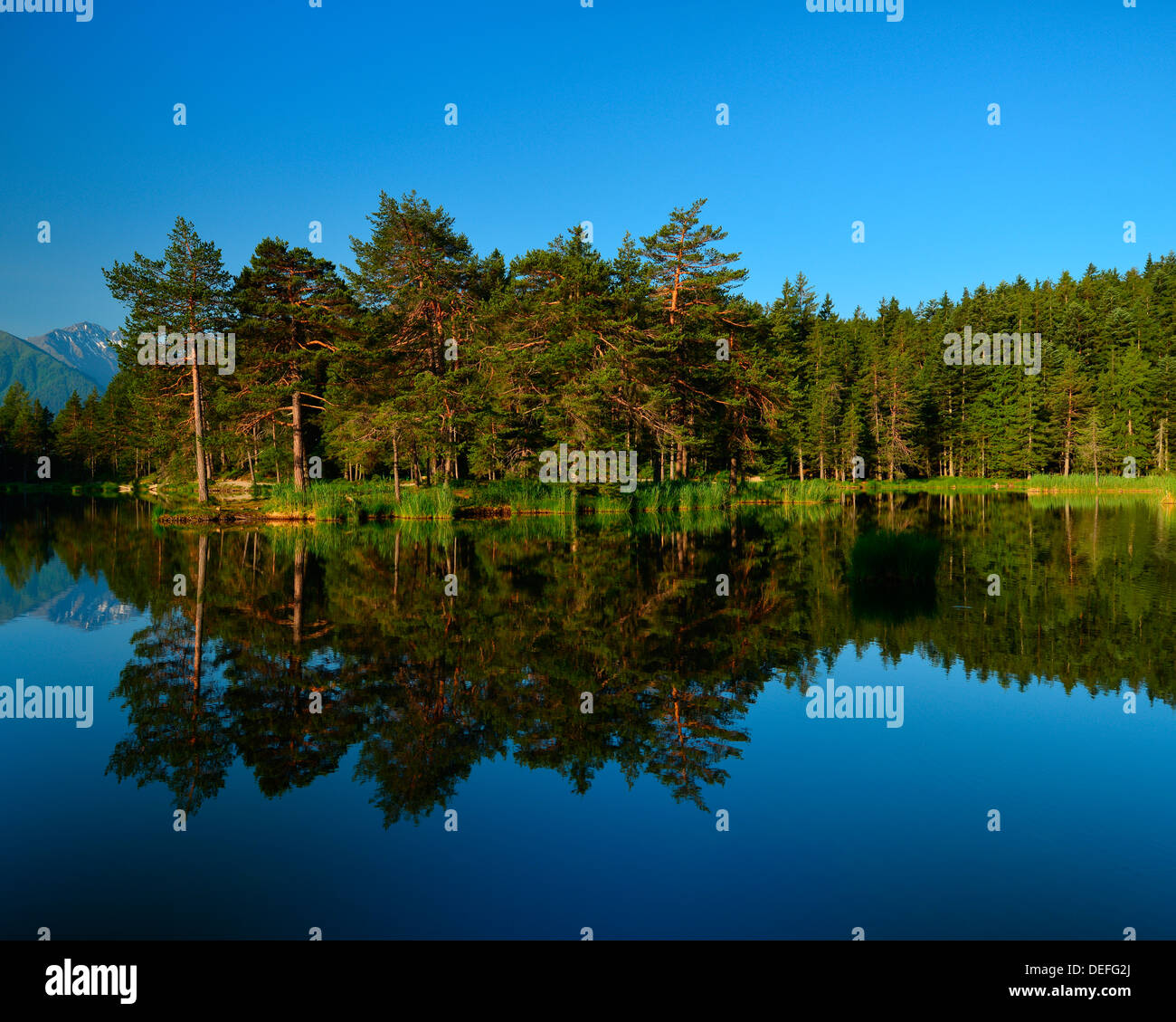 Conifer forest hi-res stock photography and images - Alamy