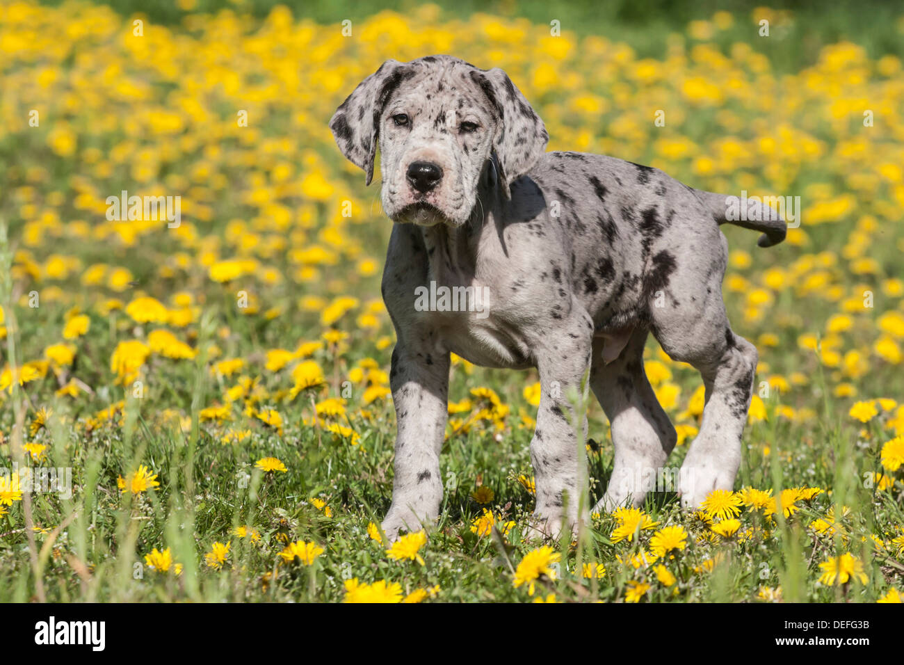 Great Dane, puppy, spotted Stock Photo