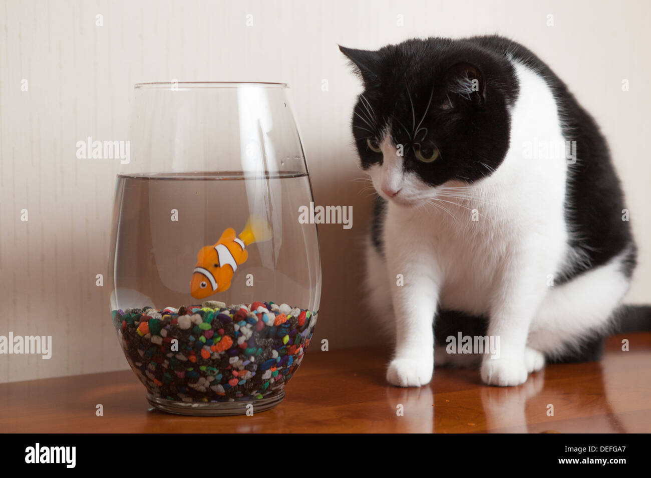 Black and white cat peers in goldfish bowl Stock Photo