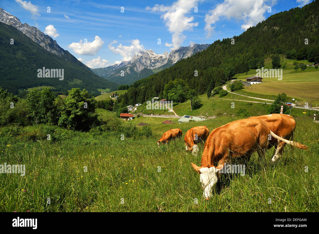 Grazing cows on a meadow in the Berchtesgaden Alps, Reiteralpe Mountain at the rear, Ramsau bei Berchtesgaden Stock Photo