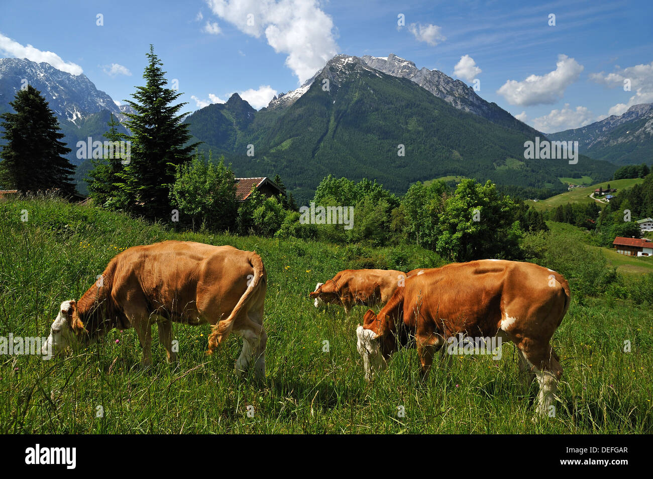 Grazing cows on a meadow in the Berchtesgaden Alps, Hochkalter Mountain at the rear, Ramsau bei Berchtesgaden Stock Photo