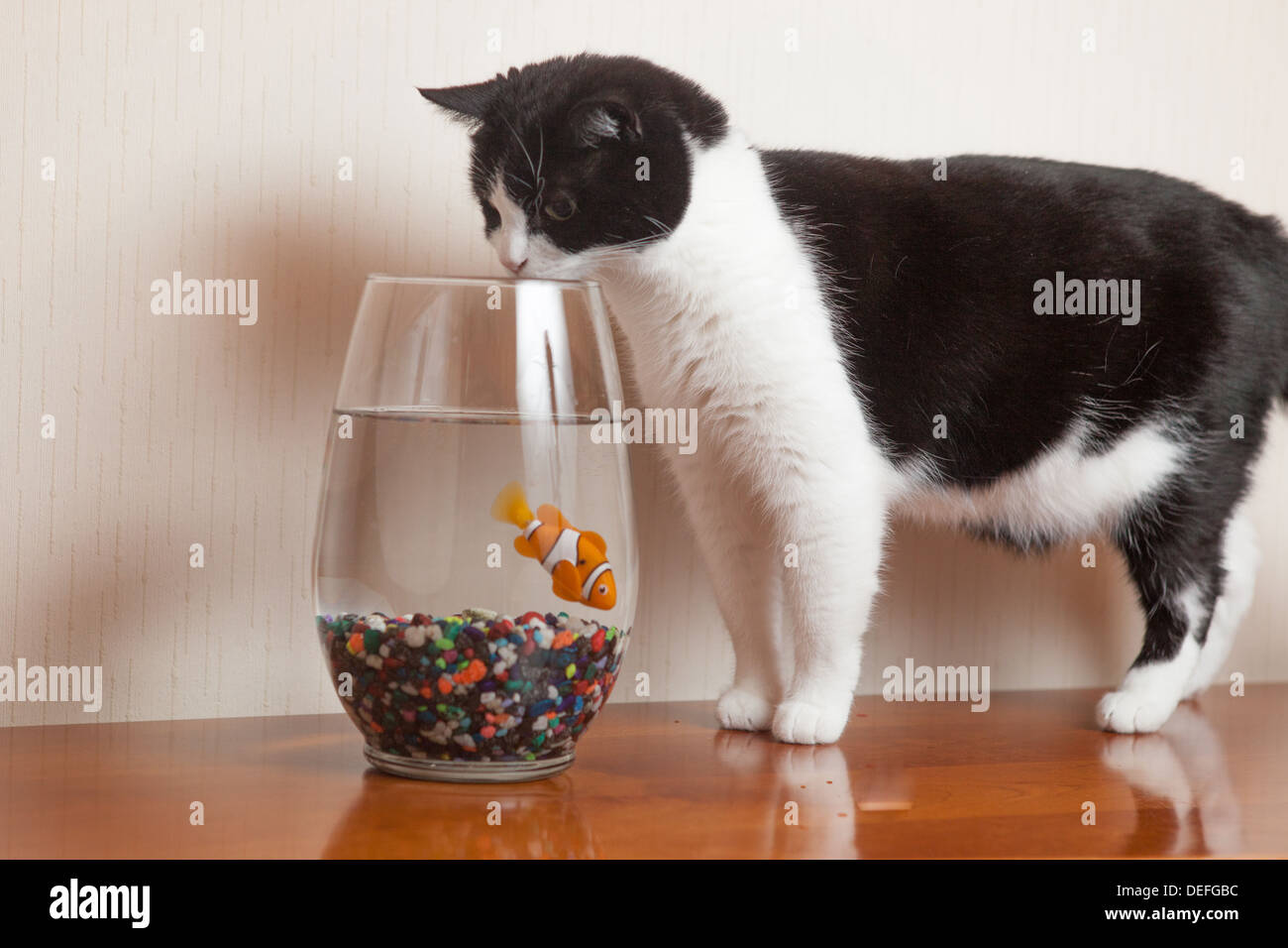 Black and white cat peers in goldfish bowl Stock Photo