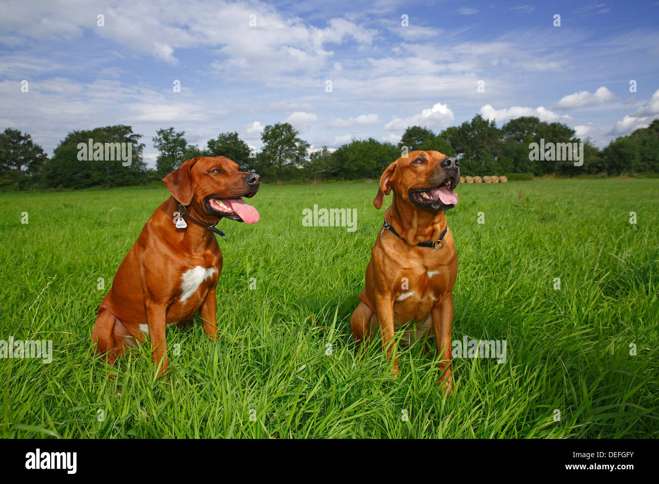 Two male Rhodesian Ridgeback dogs sitting on a meadow, Germany Stock Photo