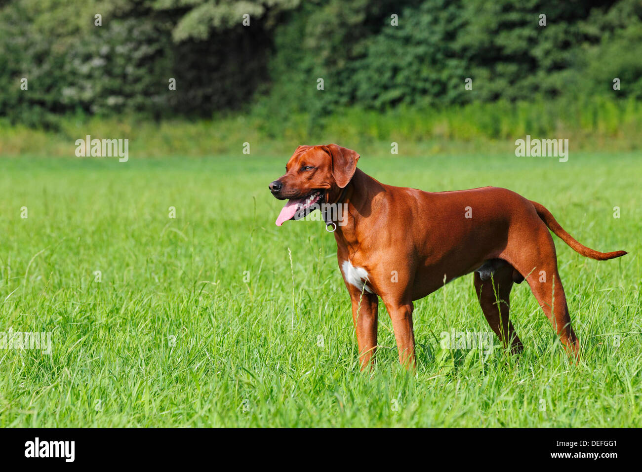 Young Rhodesian Ridgeback dog standing on a meadow, Germany Stock Photo