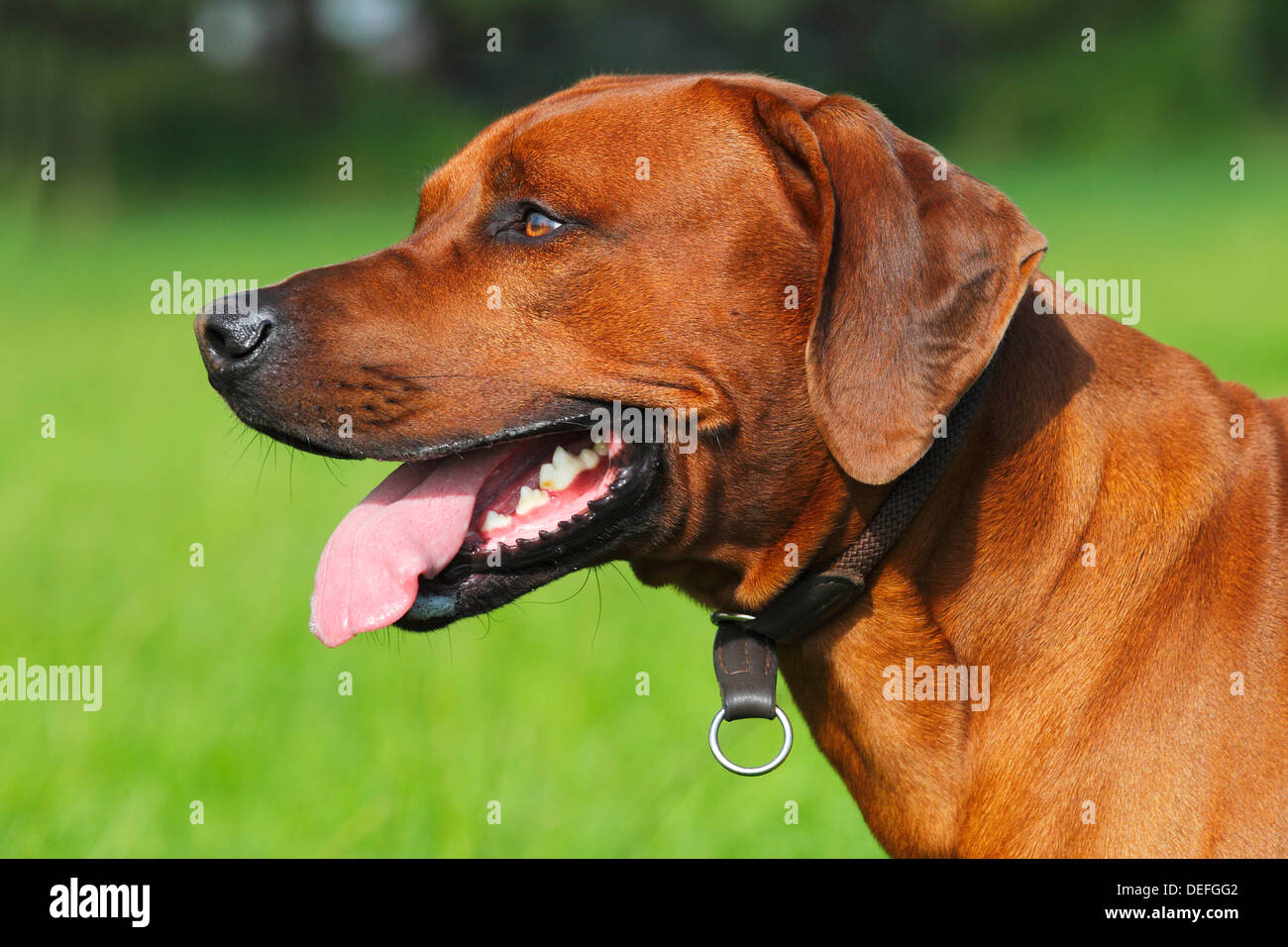 Young Rhodesian Ridgeback dog, portrait, Germany Stock Photo