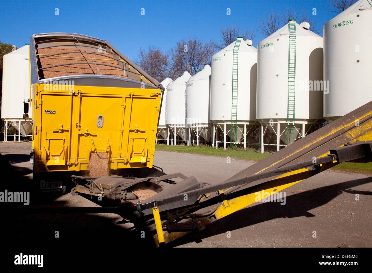 Unloading beans into hopper bins at the Froese farm near Winkler, Manitoba, Canada Stock Photo