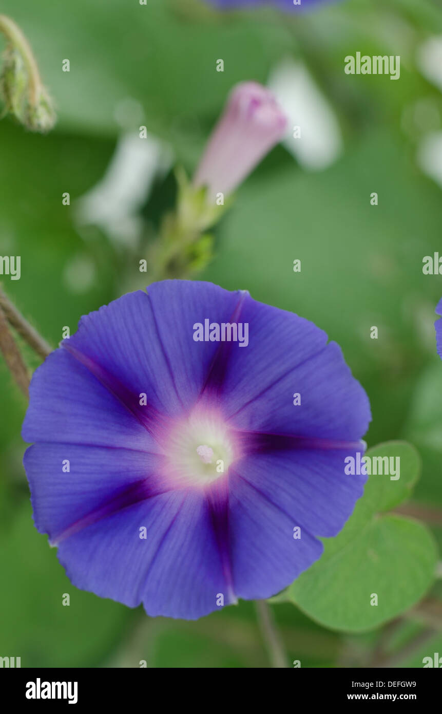 Purple flower of an Ipomoea ornamental Morning Glory plant bindweed climbing plant Stock Photo