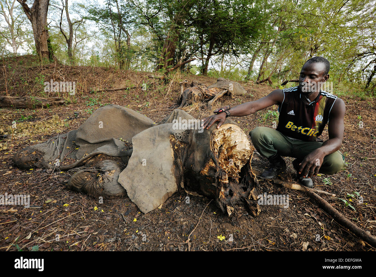 Remains of a young elephant which has fallen victim to poachers, Bouba Njida National Park, Cameroon Stock Photo