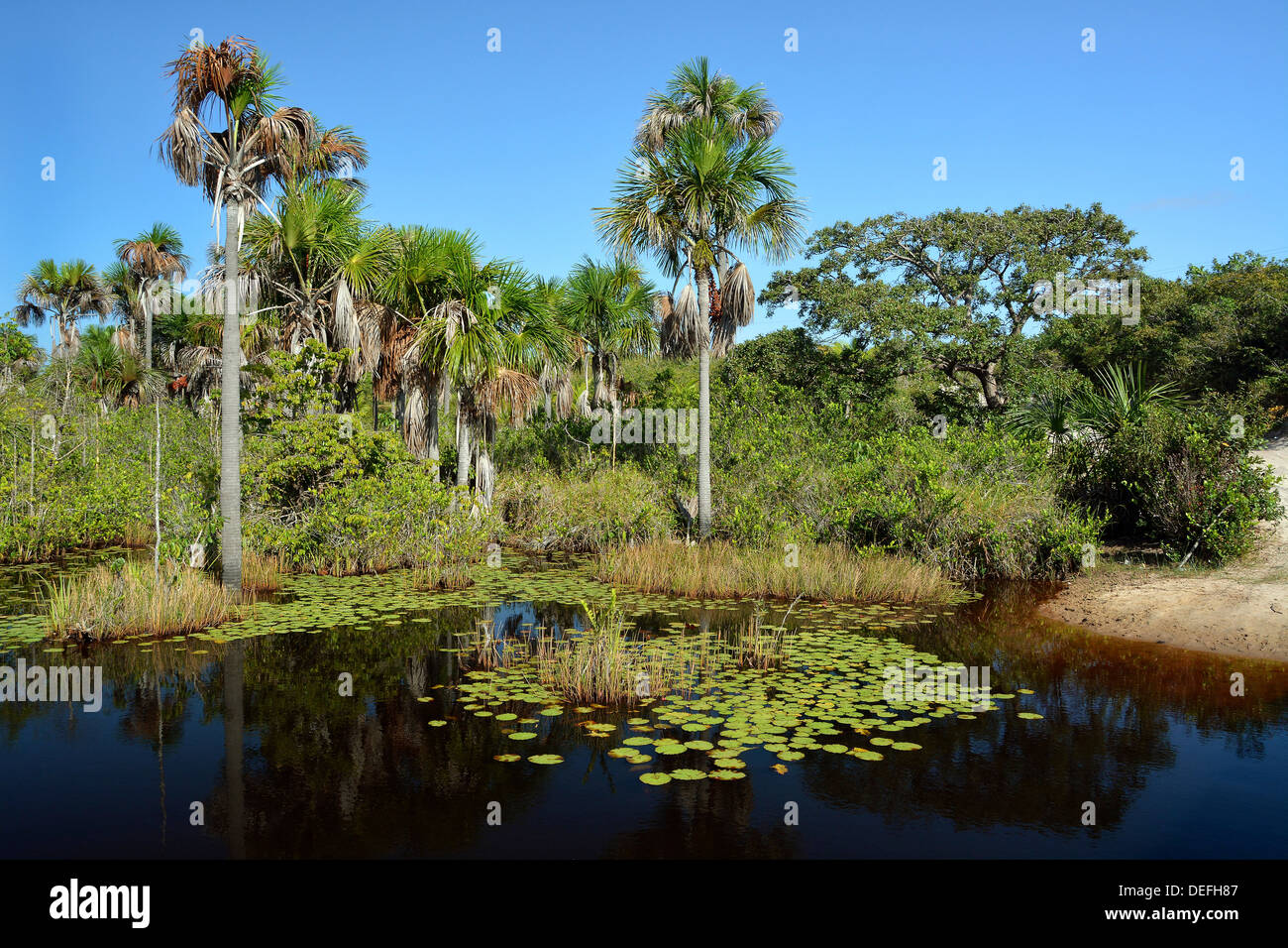 Palm trees and water lilies in the river delta of Rio Parnaíba, Parnaiba, Piauí, Brazil Stock Photo