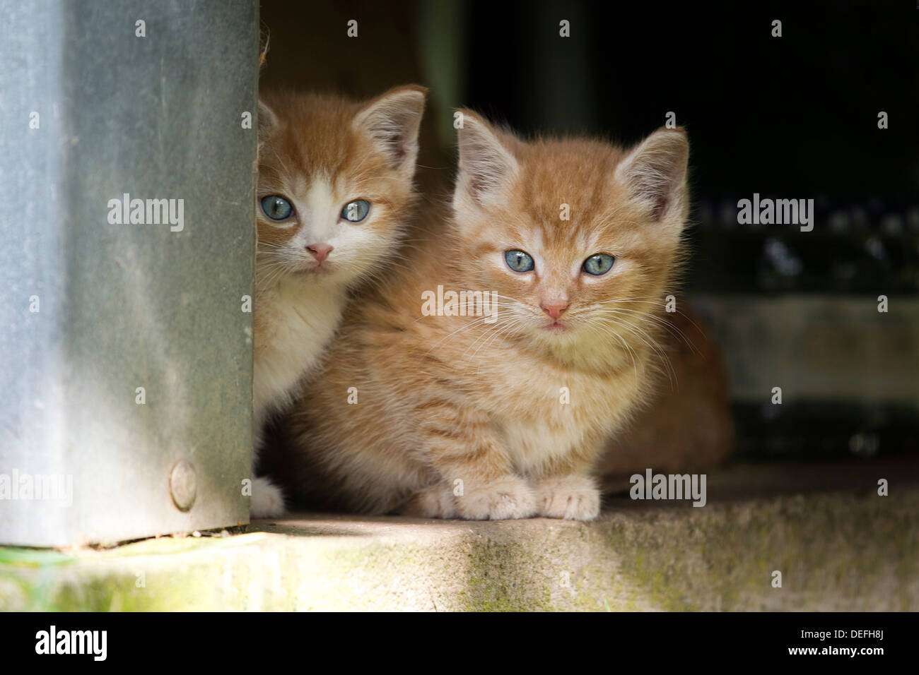 Outside two tabby kittens hi-res stock photography and images - Alamy