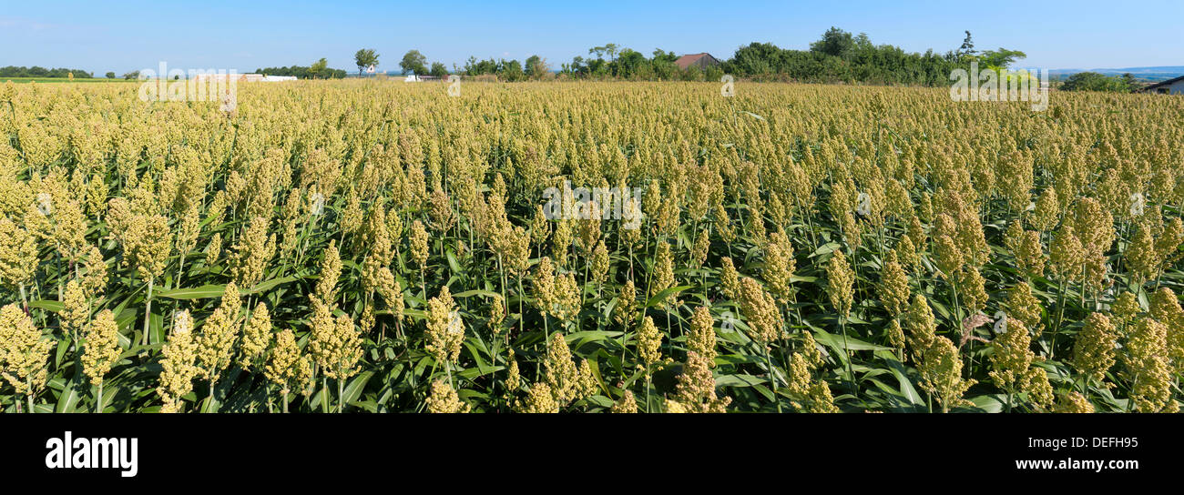 Millet field, Weinviertel, Niederösterreich, Österreich, Germany Stock Photo