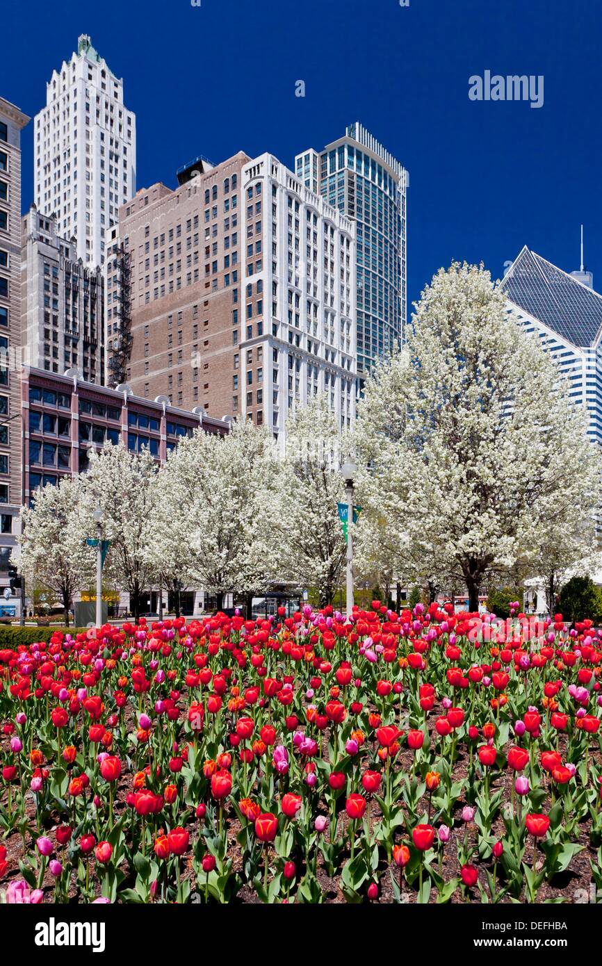 Spring tulip beds with city skyline buildings in Millenium Park in