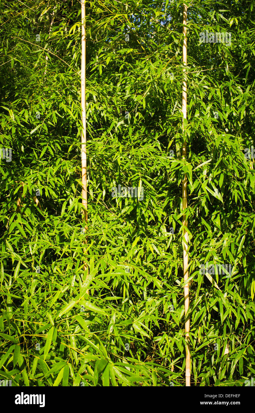 bamboo Phyllostachys nigra Henonis, stick, leaf Stock Photo - Alamy