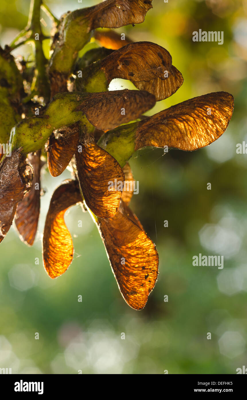 Sycamore acer tree seeds fruit developing in grape like clumps on branches ready for wind dispersal Stock Photo