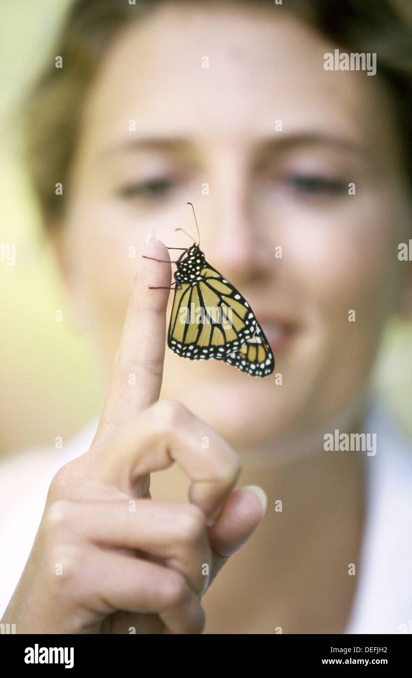 Monarch Butterfly Danaus Plexippus Stock Photo Alamy