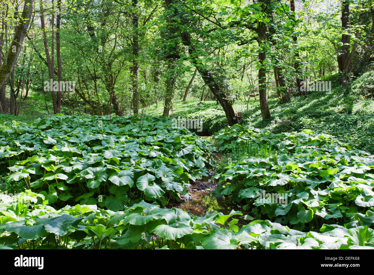 Wild Rhubarb in Macintosh Park, Knaresborough, Yorkshire, England