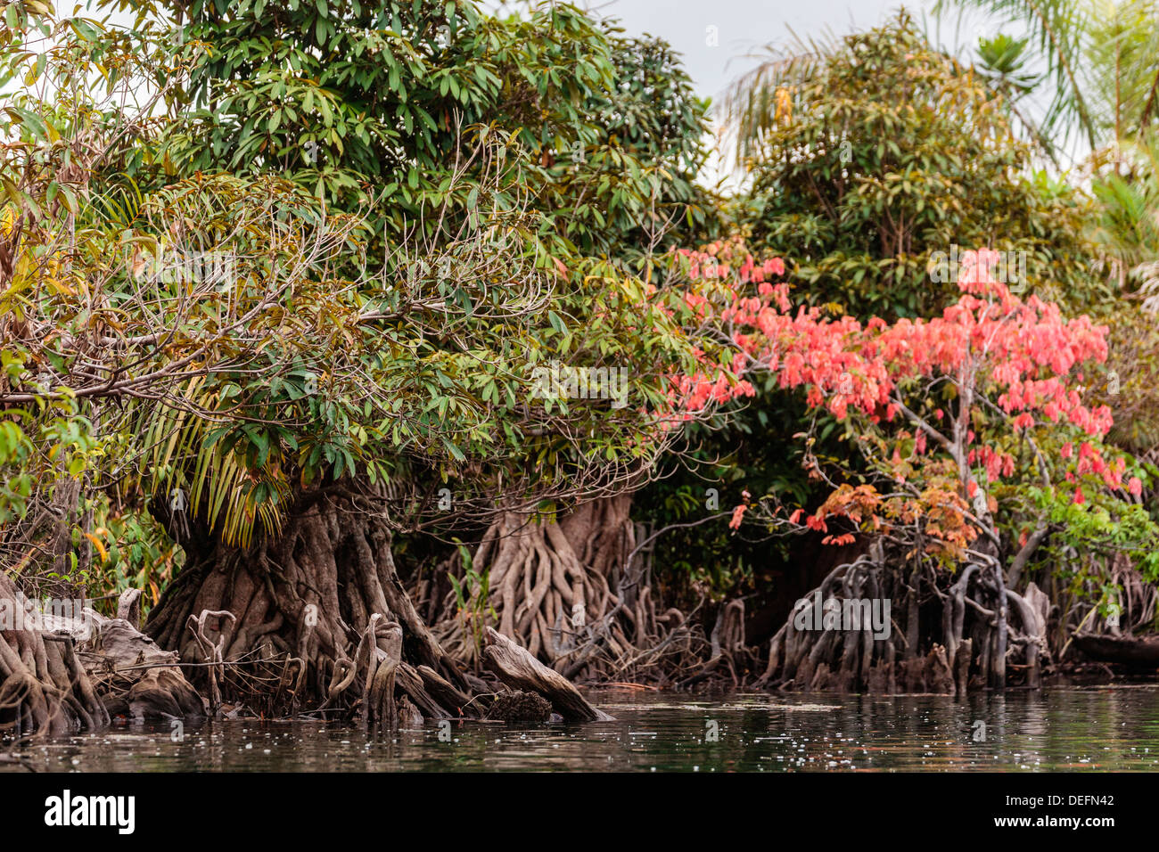 Africa, Liberia, Monrovia. View of mangroves on the Du River Stock