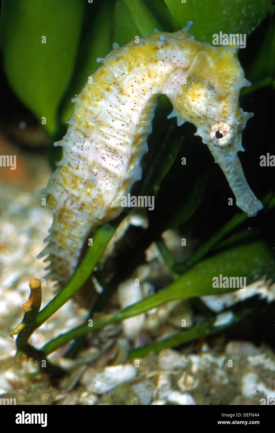 Yellow seahorse,  Hippocampus kuda, Syngnathidae, Indo-pacific Ocean Stock Photo