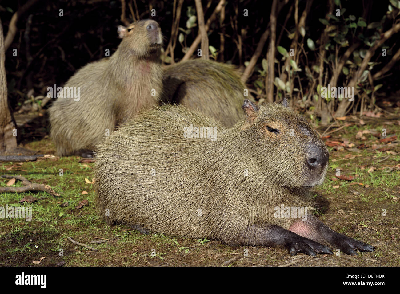Brazil, Pantanal, Mato Grosso, Capibaras, vegetarians, Hydrochoerus hydrochaeris, wildlife, travel, tourism, nature, world nature heritage, riverside, Rio Mutum, Barao de Melgaco, fauna, animals in the Pantanal, funny,mammals Stock Photo - Alamy Brazil, Pantanal, Mato Grosso, Capibaras, vegetarians, Hydrochoerus hydrochaeris, wildlife, travel, tourism, nature, world nature heritage, riverside, Rio Mutum, Barao de Melgaco, fauna, animals in the Pantanal, funny,mammals Stock Photo - Alamy