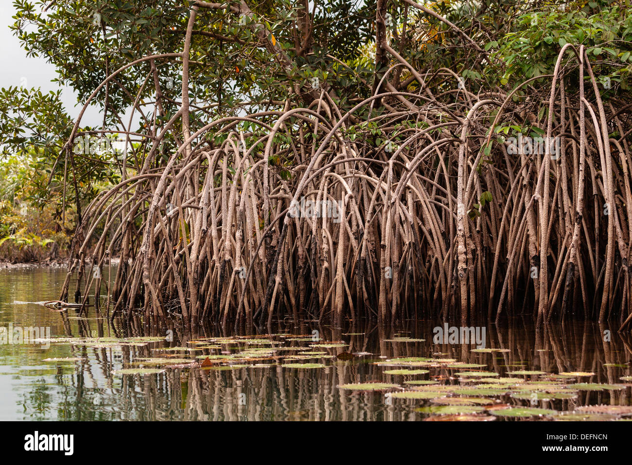 Mangrove west africa hires stock photography and images Alamy