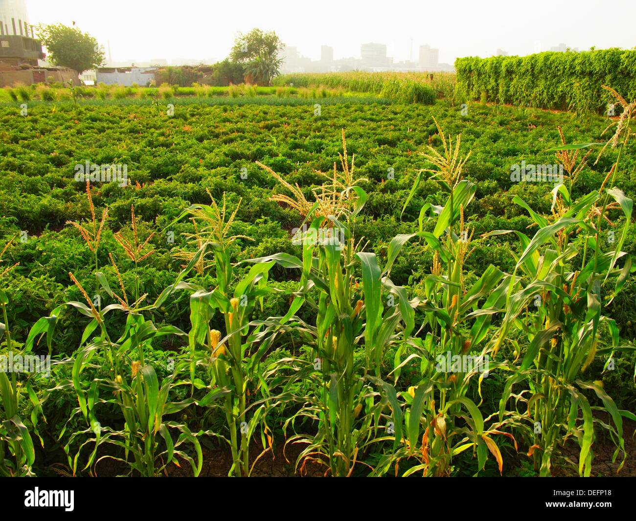 Corn egypt hires stock photography and images Alamy