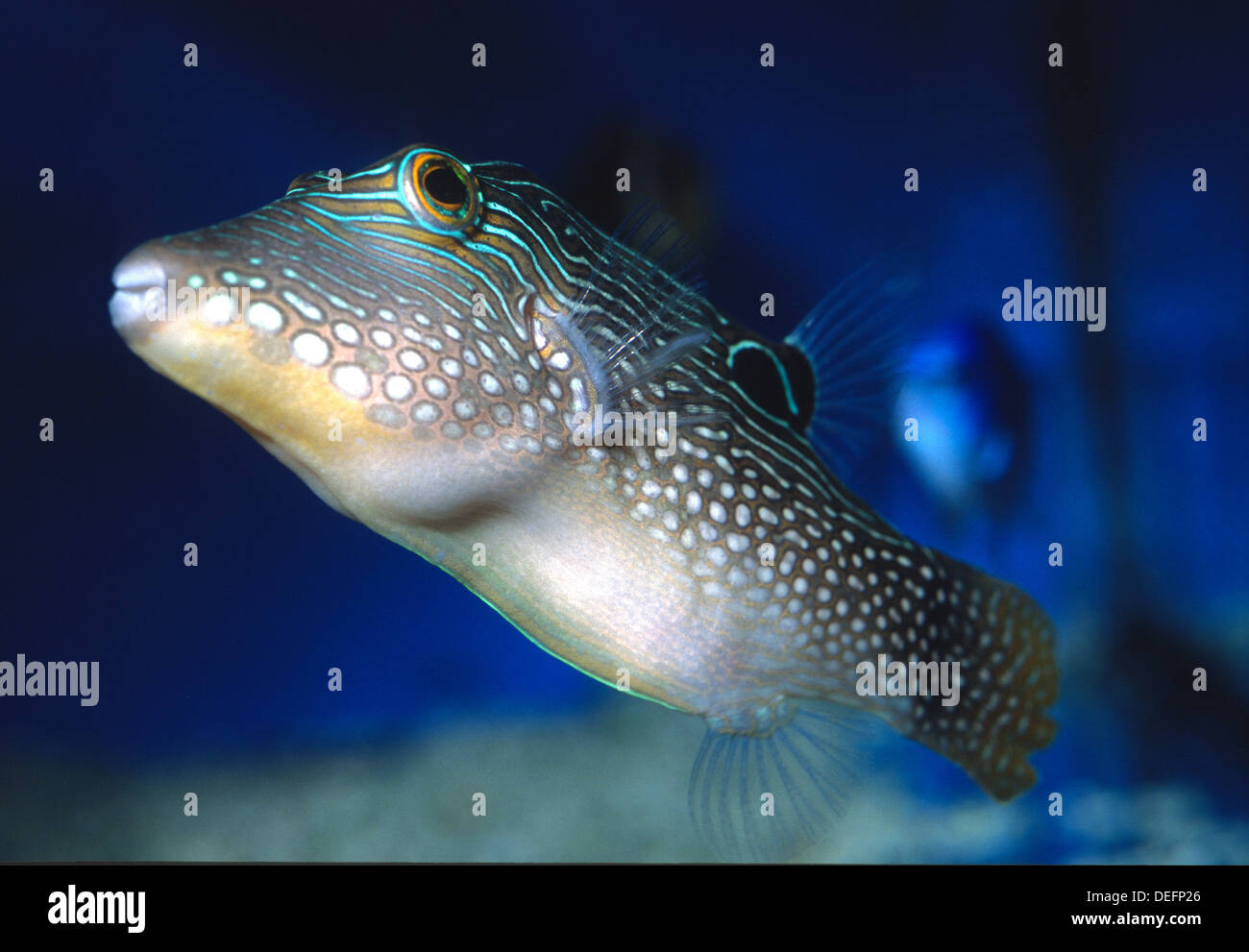 Spotted sharpnose, Canthigaster solandri, Tetraodontidae, Indo-pacific Ocean Stock Photo