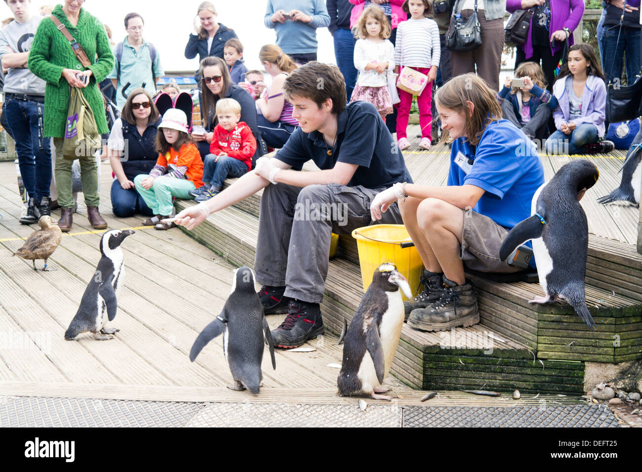 Living Coasts Torquay zoo keeper feeding penguins. Stock Photo