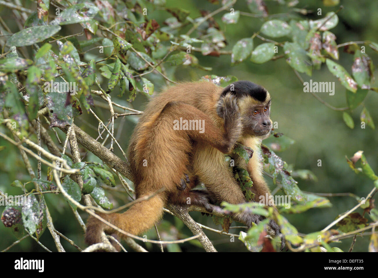 Kratzt High Resolution Stock Photography and Images - Alamy
