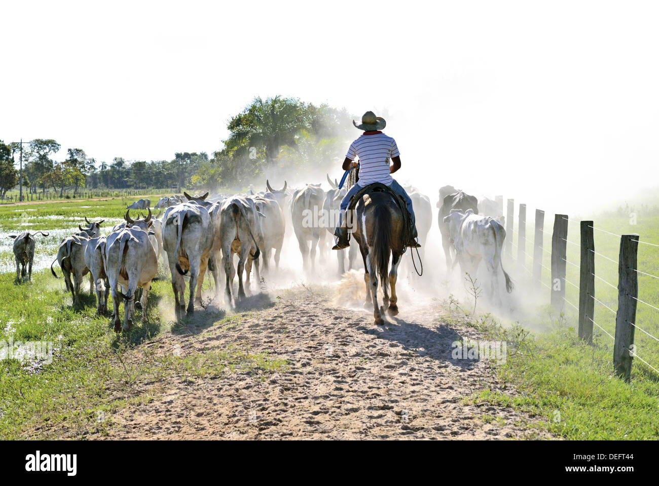 Brasilien, Mato Grosso, Pantanal, cattle, Rinderherde, cowboy, cows, Nelore cattle, white cows, travel, tourism, Pousada Piuval, Fazenda Ipiranga, man, farming, live stock, work, Brazil 2014, travel destinies in Brazil, sun, dust, hot, heat, moving cattle, Stock Photo