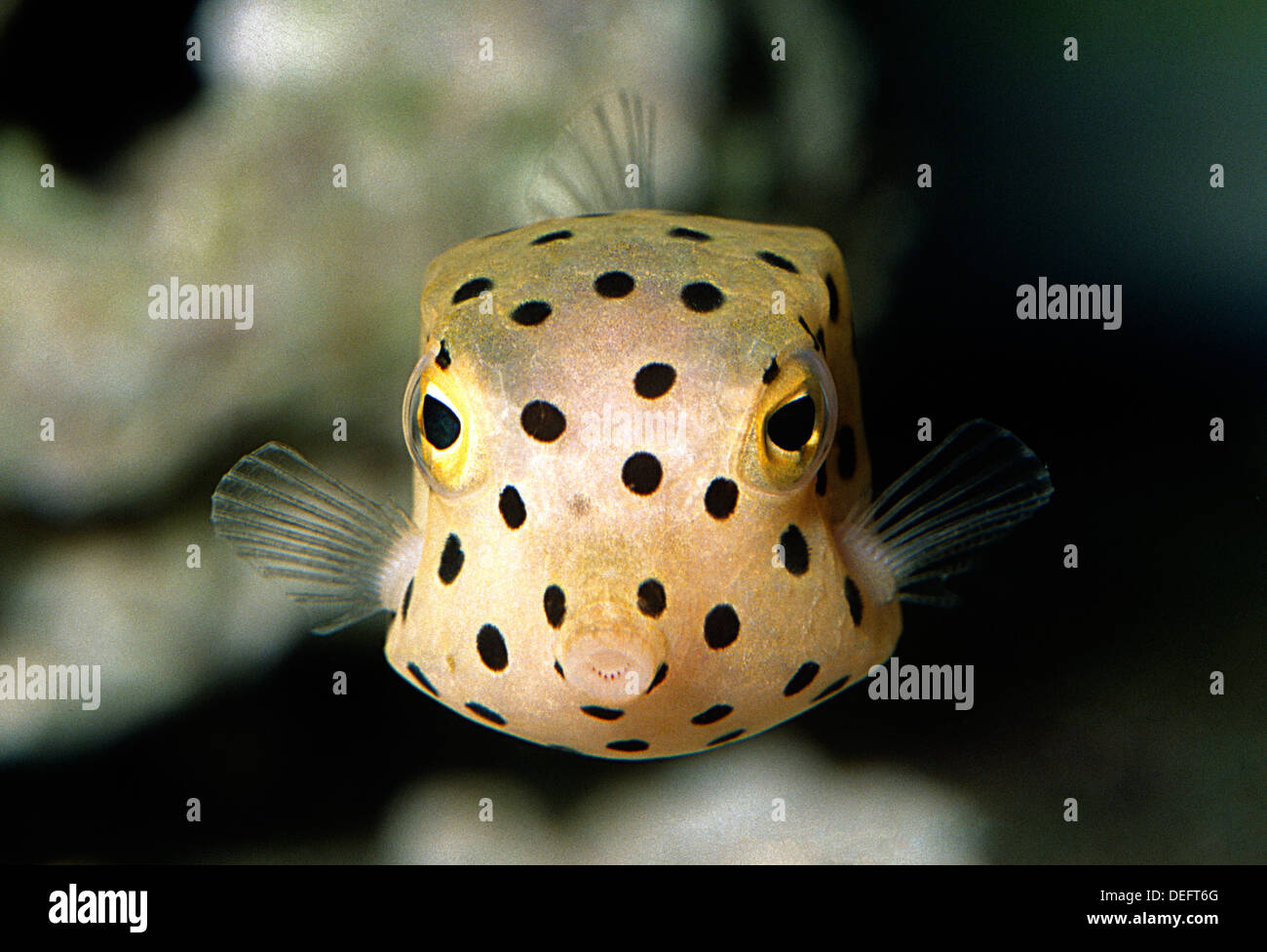 Yellow Boxfish, Ostracion cubicus, Ostraciidae, Indo-pacific Ocean Stock Photo